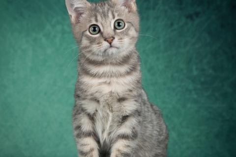 В дар кошку. Котята от мамы британской шиншиллы в дар. Фото3