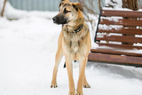 В дар собаку. Ваш самый верный друг! Пес-подросток Виконт в добрые руки. Фото3