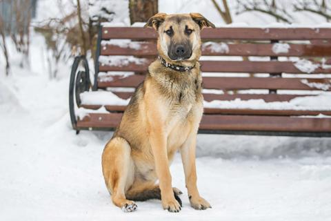 В дар собаку. Ваш самый верный друг! Пес-подросток Виконт в добрые руки. Фото4