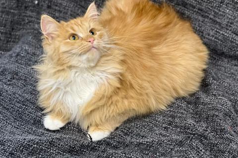 В дар кошку. Сибирский котенок Чешир в дар. Фото4