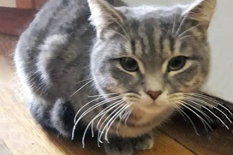 В дар кошку. Ласковый и нежный молодой полосатый котик Шпротик в добрые руки. Фото1