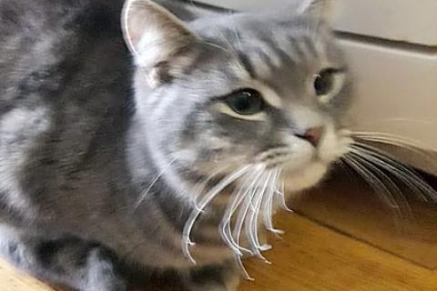 В дар кошку. Ласковый и нежный молодой полосатый котик Шпротик в добрые руки. Фото4