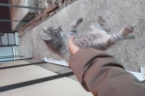 В дар кошку. Отдам котенка в хорошие руки. Фото1
