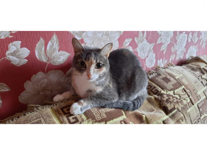 В дар кошку