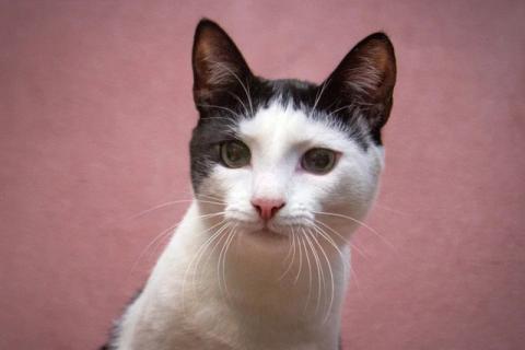 В дар кошку. Обаятельный веселый антистресс, молодой котик Рокс в добрые руки. Фото1