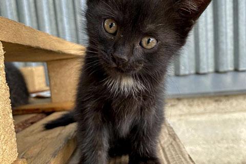 В дар кошку. Очаровательные трогательные крохи-котята ищут дом. Фото1