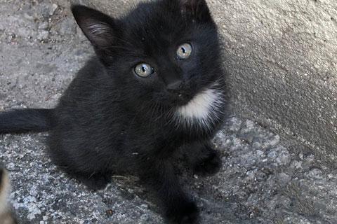 В дар кошку. Очаровательные трогательные крохи-котята ищут дом. Фото2