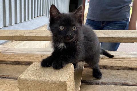 В дар кошку. Очаровательные трогательные крохи-котята ищут дом. Фото3