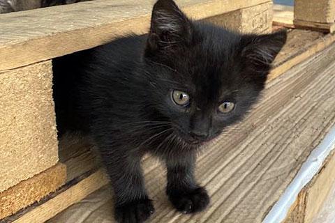 В дар кошку. Очаровательные трогательные крохи-котята ищут дом. Фото4