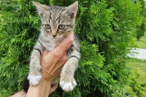 В дар кошку. Котенок Шпротик — метис британской породы в добрые руки. Фото4