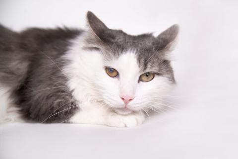 В дар кошку. Ласковый домашний кот Альберт ищет себе дом. Фото1