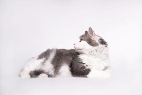 В дар кошку. Ласковый домашний кот Альберт ищет себе дом. Фото2