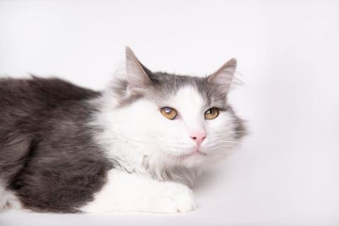 В дар кошку. Ласковый домашний кот Альберт ищет себе дом. Фото3