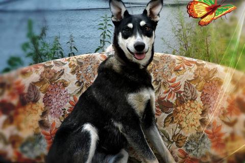 В дар собаку. Девочка-Ангел ищет свою любящую семью. Фото1