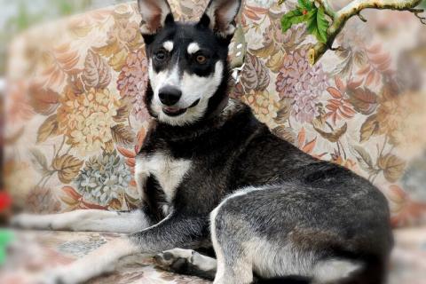 В дар собаку. Девочка-Ангел ищет свою любящую семью. Фото2