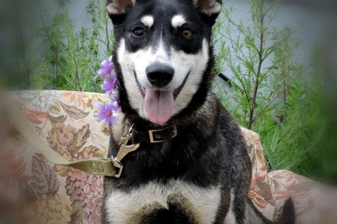 В дар собаку. Девочка-Ангел ищет свою любящую семью. Фото4