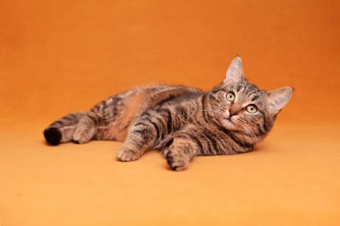 В дар кошку. Та самая кошка, которую Вы ищете! С кисточками на ушках. Фото3