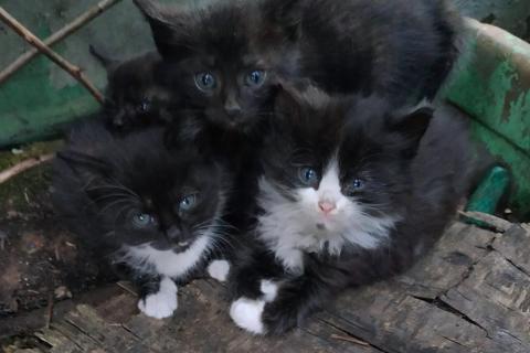 В дар кошку. Котята . Фото1