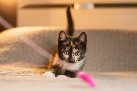 В дар кошку. В добрые руки 3 замечательных котенка: окрас химера, маркиз и бел. Фото1