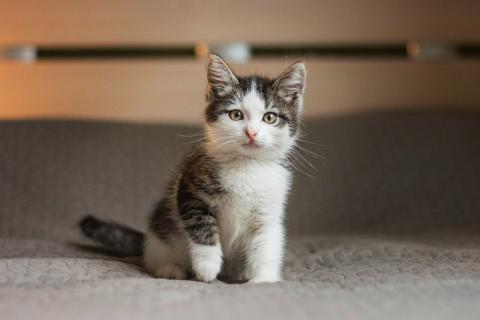 В дар кошку. В добрые руки 3 замечательных котенка: окрас химера, маркиз и бел. Фото4