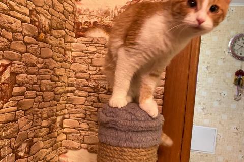 В дар кошку. Солнечная Плюшенька ищет дом. Фото3