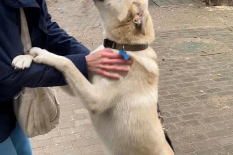 В дар собаку. Молоденький светлячок Митя так и остается без своего человека. Фото2
