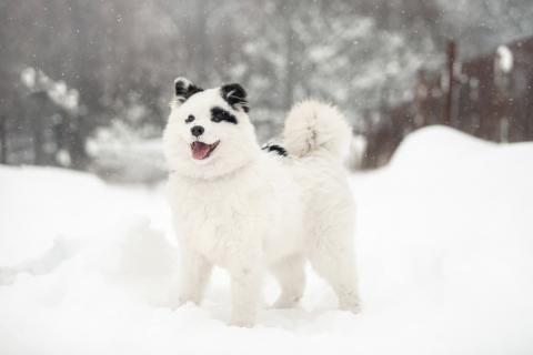 В дар собаку. Щенок самоеда Адель в добрые руки. Фото1