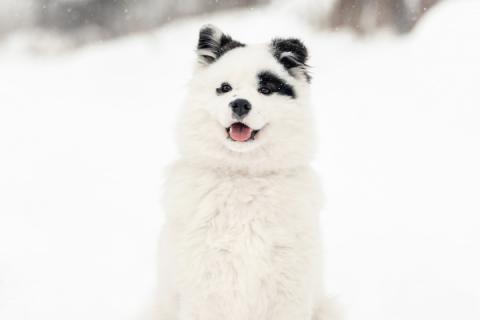 В дар собаку. Щенок самоеда Адель в добрые руки. Фото2