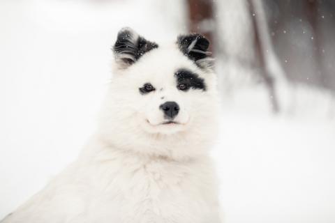 В дар собаку. Щенок самоеда Адель в добрые руки. Фото3
