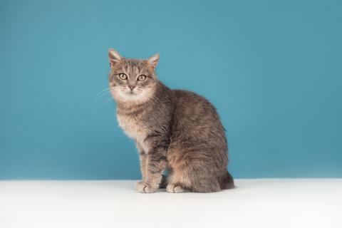 В дар кошку. Молодая красавица-кошка с подводкой на глазах Графиня Шишкина. Фото3