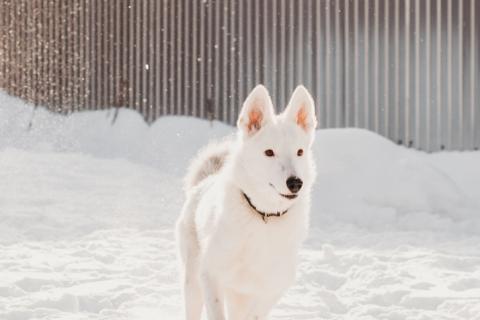 В дар собаку. Белый щенок красавец Умка в добрые руки. Фото1