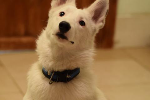 В дар собаку. Белый щенок красавец Умка в добрые руки. Фото2