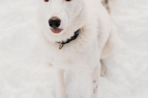 В дар собаку. Белый щенок красавец Умка в добрые руки. Фото3