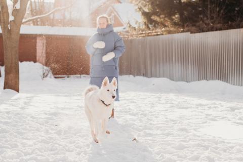 В дар собаку. Белый щенок красавец Умка в добрые руки. Фото4