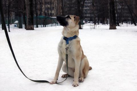 В дар собаку. Щенок кангала Сильва в добрые руки. Фото2