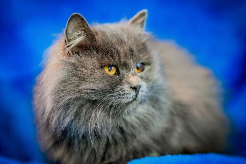 В дар кошку. Персидский котенок Мелисса в добрые руки. Фото2
