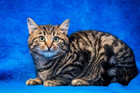 В дар кошку. Котята-подростки британской породы в добрые руки. Фото1