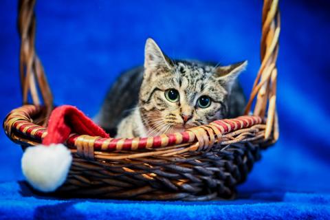 В дар кошку. Котята-подростки британской породы в добрые руки. Фото2