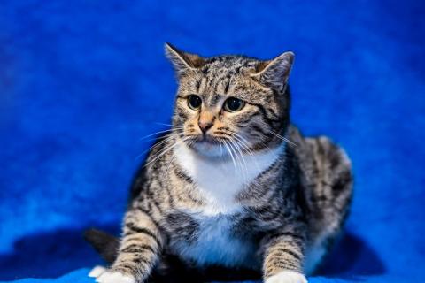 В дар кошку. Котята-подростки британской породы в добрые руки. Фото4