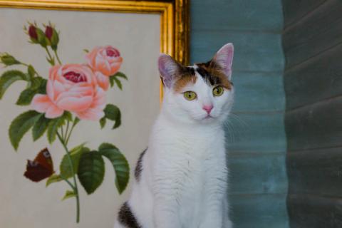 В дар кошку. Кото-пёс Маришка окраса калико в добрые руки. Фото1