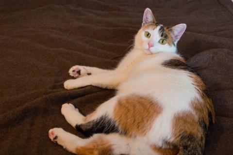 В дар кошку. Кото-пёс Маришка окраса калико в добрые руки. Фото2