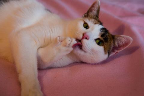 В дар кошку. Кото-пёс Маришка окраса калико в добрые руки. Фото3