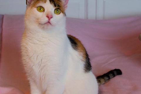 В дар кошку. Кото-пёс Маришка окраса калико в добрые руки. Фото4