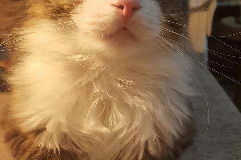 В дар кошку. Большой котёнок Ян. Кастрирован. Привит.. Фото1
