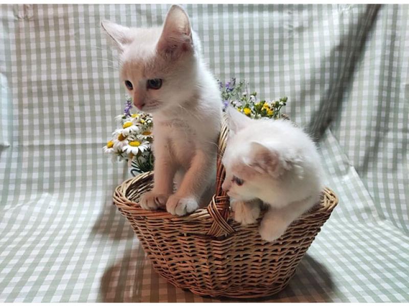 В дар кошку