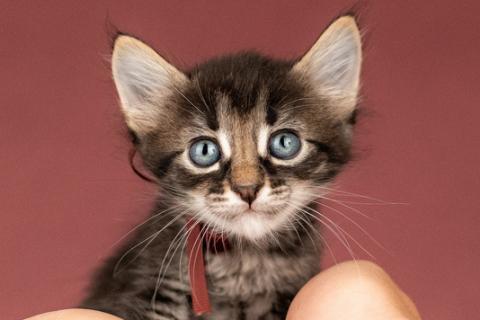 В дар кошку. Котята от сибирской мамы — 1,5 месяца в добрые руки. Фото4