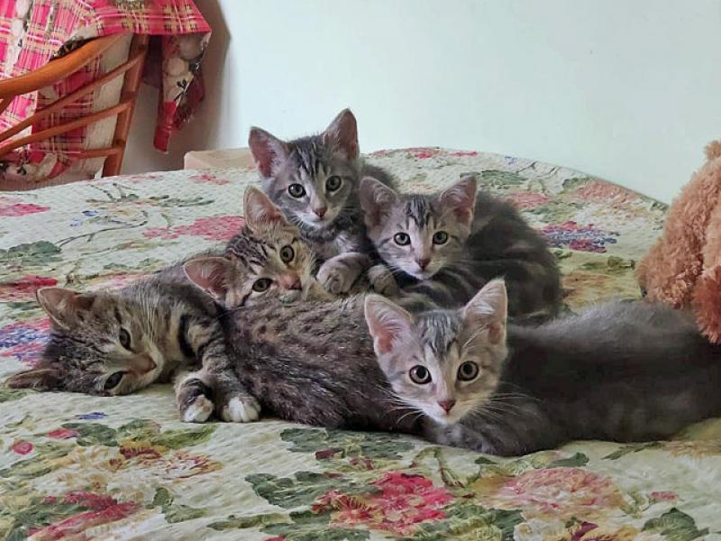 В дар кошку