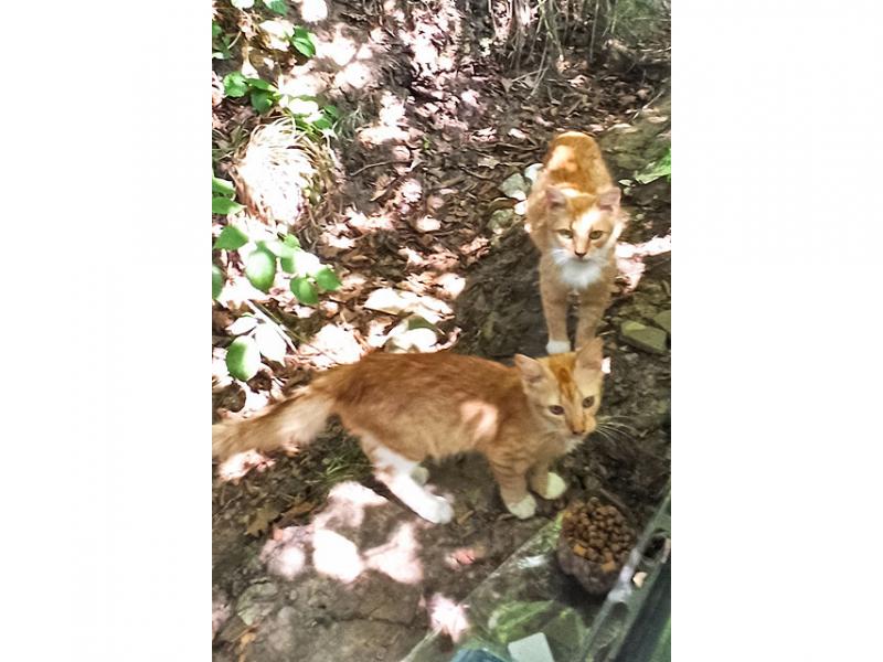 В дар кошку