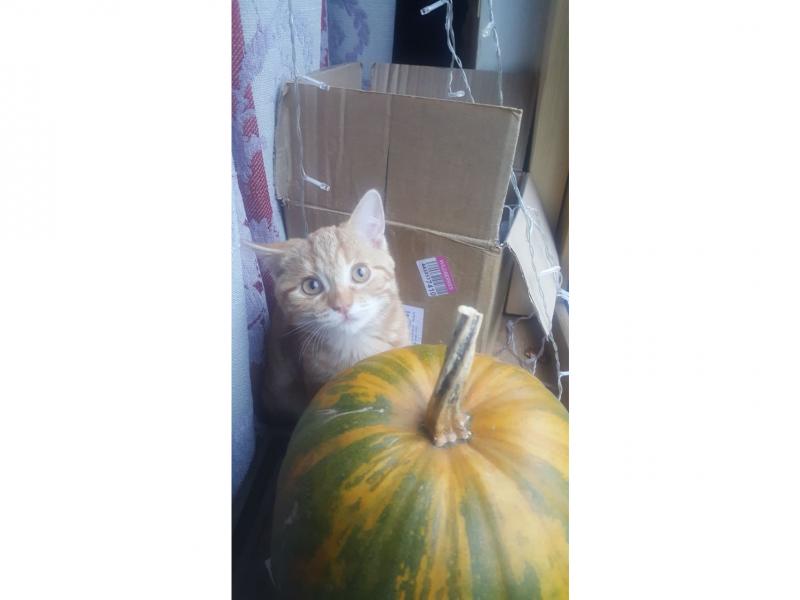 В дар кошку