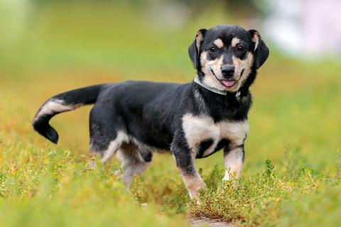 В дар собаку. Маленький песик Байрон, игривый и ласковый компаньон в дар. Фото1